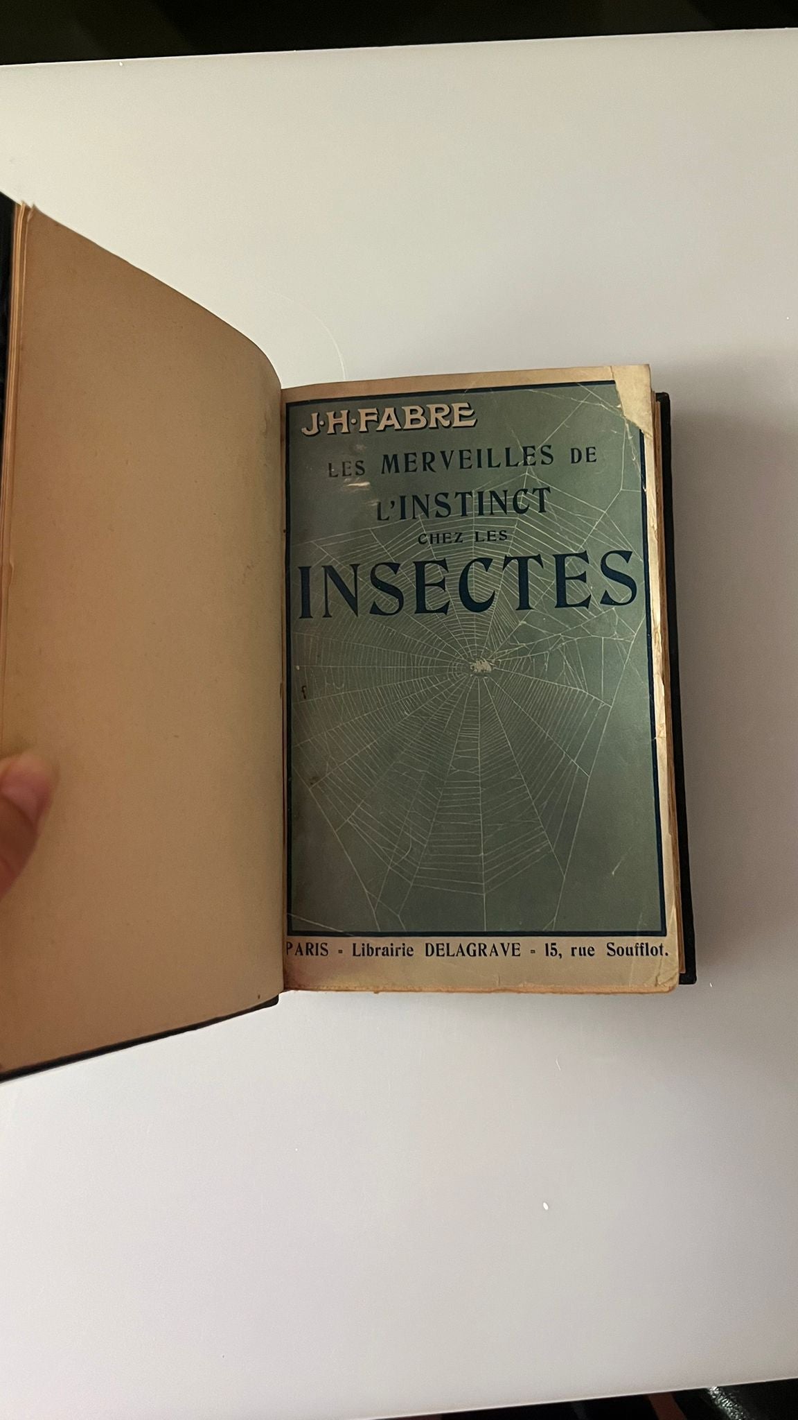 Les merveilles de l'instinct chez les insectes