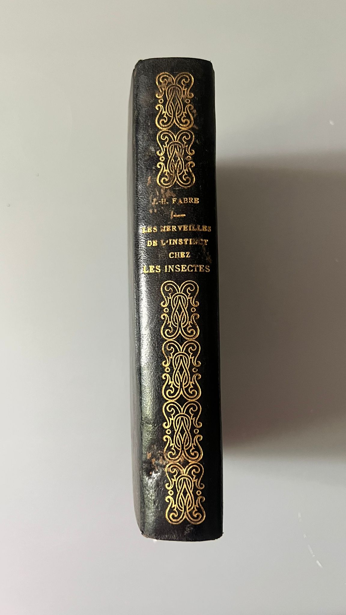 Les merveilles de l'instinct chez les insectes